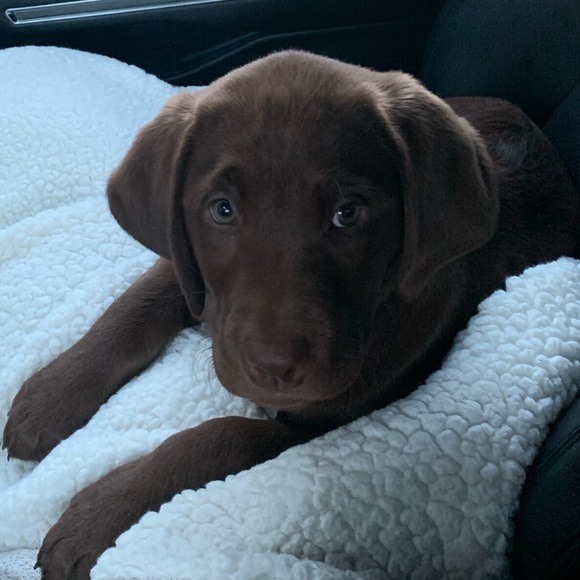 Meet your Posher, Sam - Picture 1 of 1